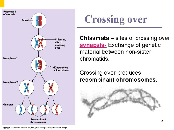 Crossing over Chiasmata – sites of crossing over synapsis- Exchange of genetic material between