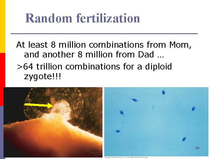 Random fertilization At least 8 million combinations from Mom, and another 8 million from
