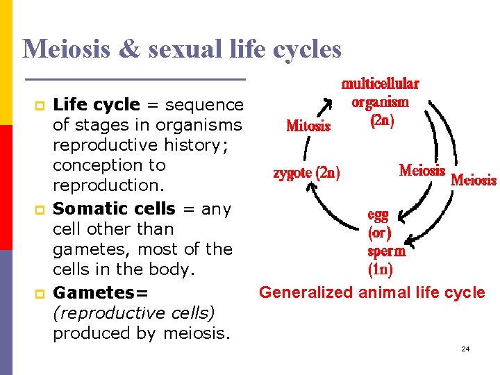 Meiosis & sexual life cycles p p p Life cycle = sequence of stages