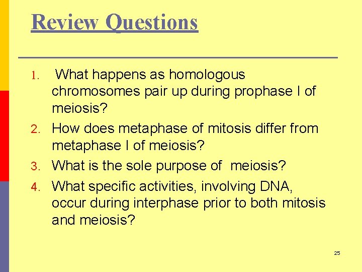 Review Questions What happens as homologous chromosomes pair up during prophase I of meiosis?