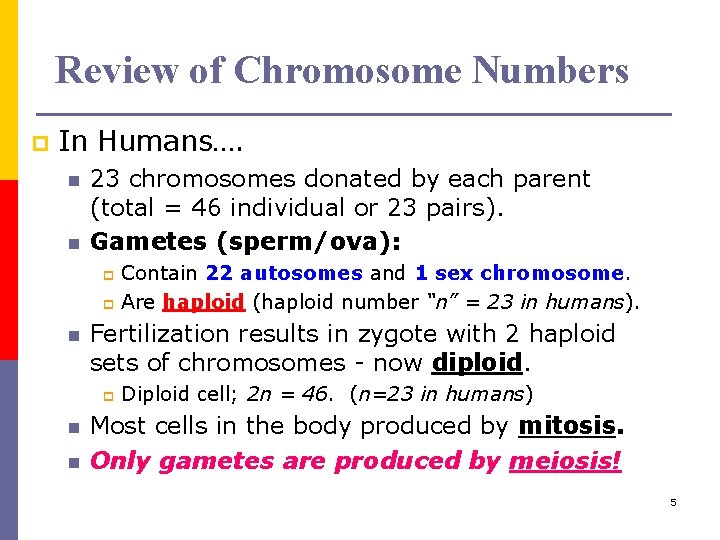 Review of Chromosome Numbers p In Humans…. n n 23 chromosomes donated by each