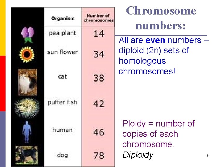 Chromosome numbers: All are even numbers – diploid (2 n) sets of homologous chromosomes!