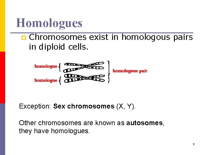 Homologues p Chromosomes exist in homologous pairs in diploid cells. Exception: Sex chromosomes (X,