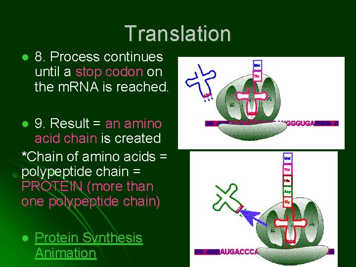 Translation l 8. Process continues until a stop codon on the m. RNA is