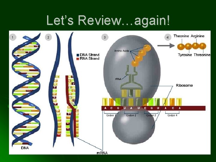 Let’s Review…again! 