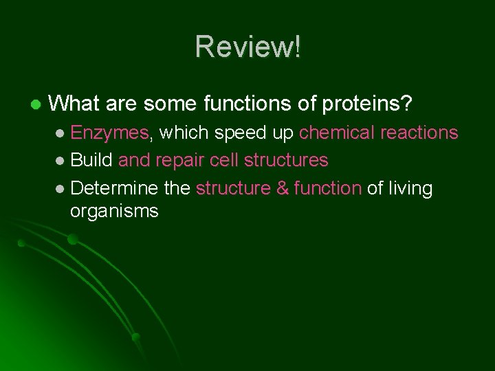 Review! l What are some functions of proteins? l Enzymes, which speed up chemical