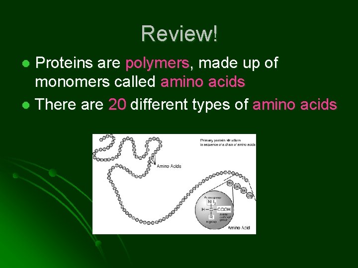 Review! Proteins are polymers, made up of monomers called amino acids l There are
