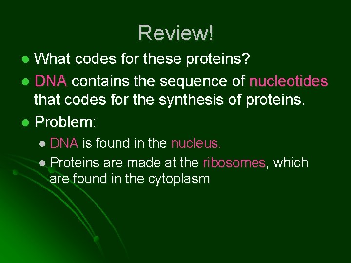 Review! What codes for these proteins? l DNA contains the sequence of nucleotides that