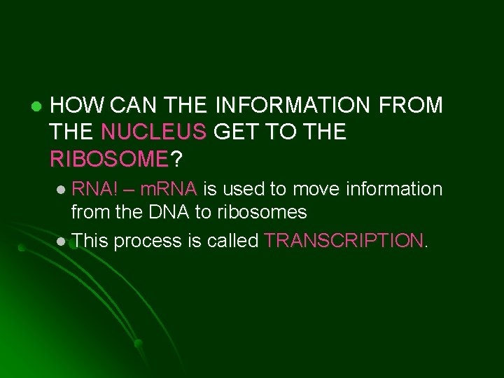 l HOW CAN THE INFORMATION FROM THE NUCLEUS GET TO THE RIBOSOME? l RNA!