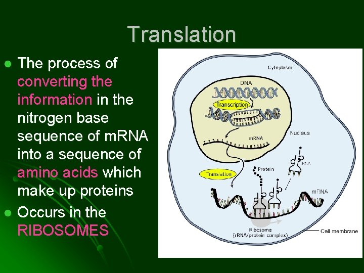 Translation The process of converting the information in the nitrogen base sequence of m.