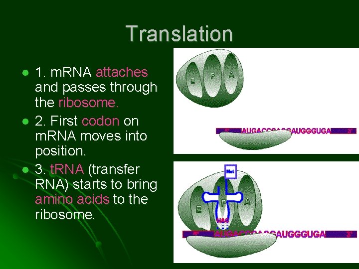Translation l l l 1. m. RNA attaches and passes through the ribosome. 2.