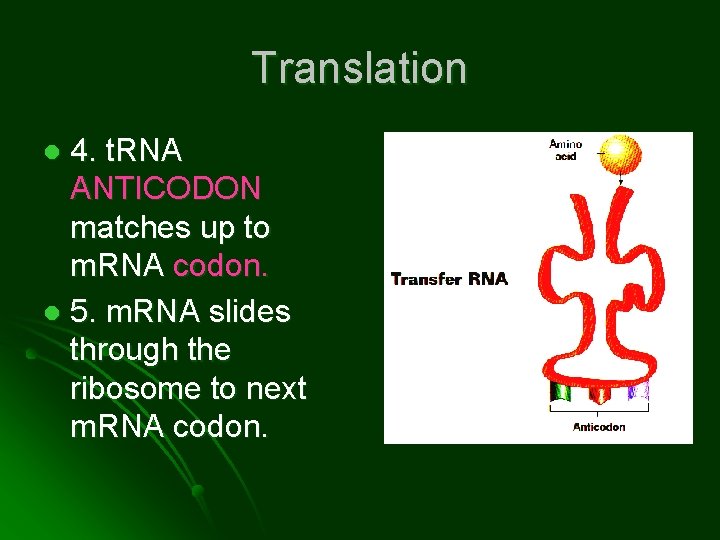 Translation 4. t. RNA ANTICODON matches up to m. RNA codon. l 5. m.