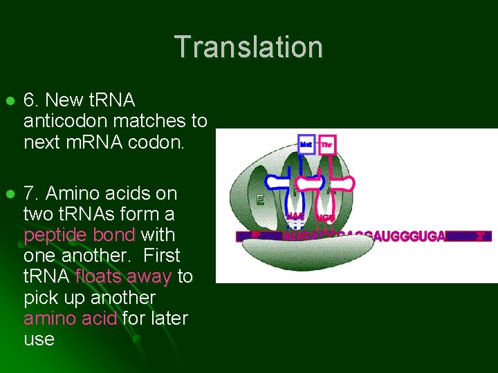 Translation l 6. New t. RNA anticodon matches to next m. RNA codon. l