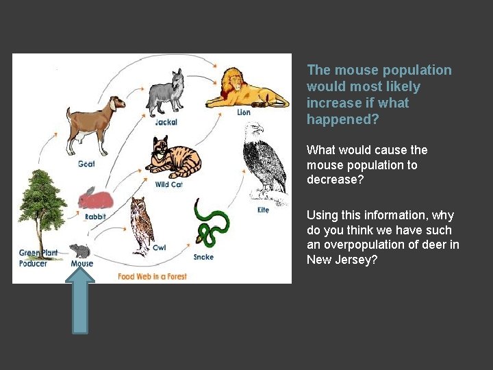 Mouse Population Unit 1 Ecology Living things and the Environment
