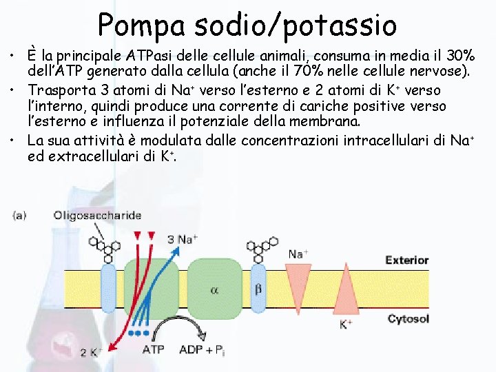 Pompa sodio/potassio • È la principale ATPasi delle cellule animali, consuma in media il