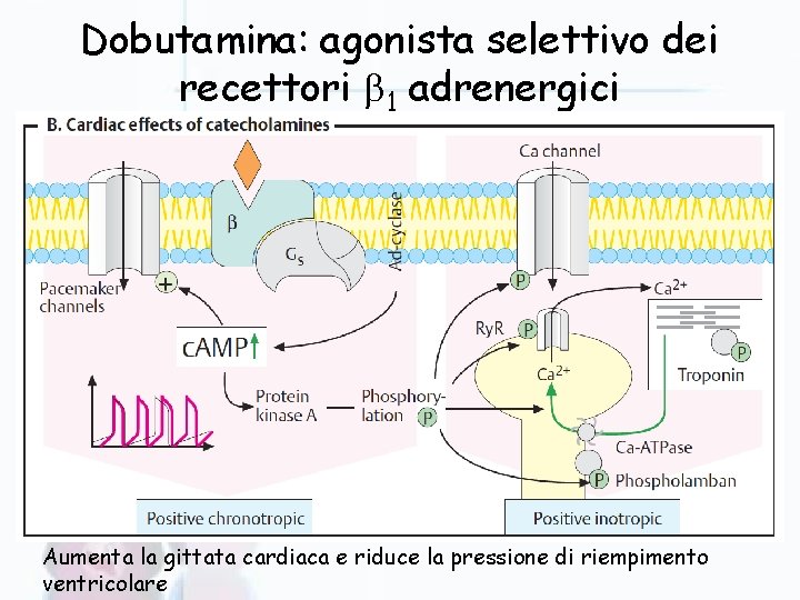Dobutamina: agonista selettivo dei recettori 1 adrenergici Aumenta la gittata cardiaca e riduce la