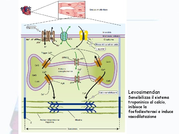 Levosimendan Sensibilizza il sistema troponinico al calcio, inibisce la fosfodiesterasi e induce vasodilatazione 