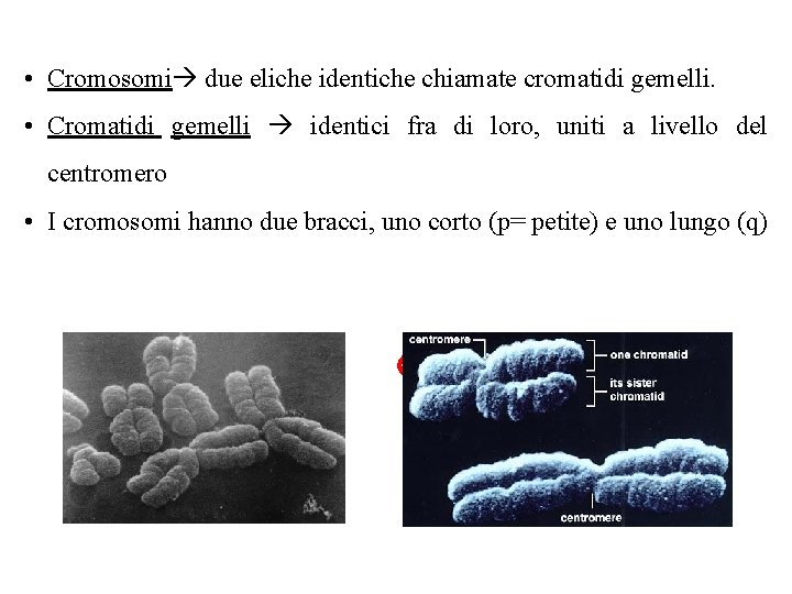  • Cromosomi due eliche identiche chiamate cromatidi gemelli. • Cromatidi gemelli identici fra