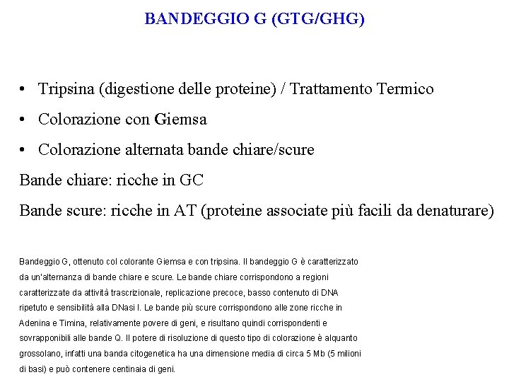 BANDEGGIO G (GTG/GHG) • Tripsina (digestione delle proteine) / Trattamento Termico • Colorazione con