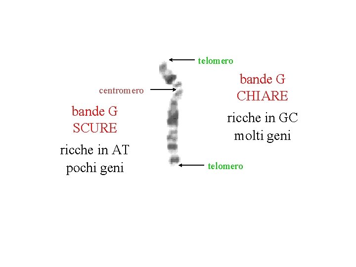 telomero centromero bande G SCURE ricche in AT pochi geni bande G CHIARE ricche