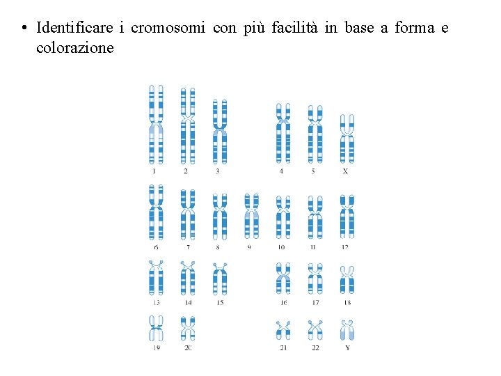  • Identificare i cromosomi con più facilità in base a forma e colorazione