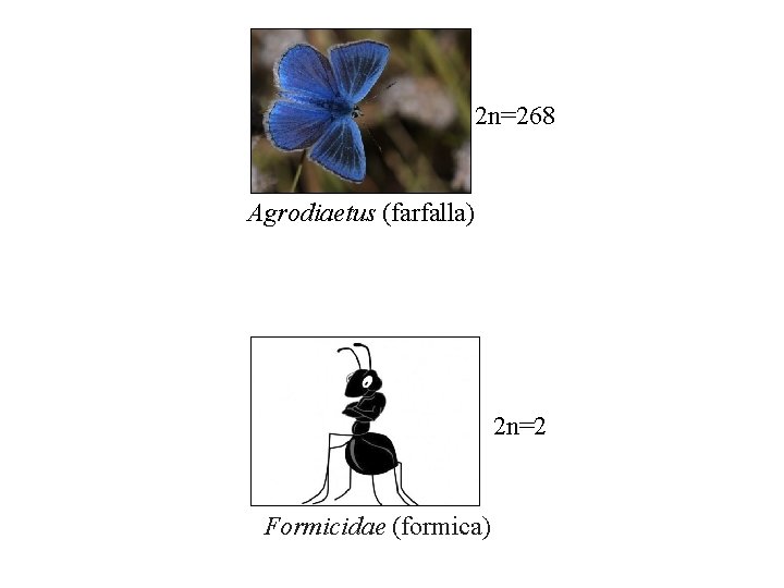 2 n=268 Agrodiaetus (farfalla) 2 n=2 Formicidae (formica) 