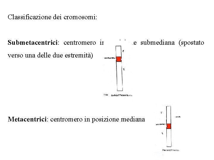 Classificazione dei cromosomi: Submetacentrici: centromero in posizione submediana (spostato verso una delle due estremità)