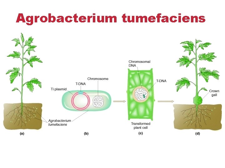 Agrobacterium tumefaciens Øn Agrobacterium tumefaciens Øn