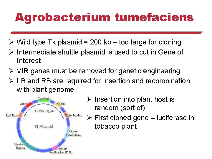 Agrobacterium tumefaciens Ø Wild type Tk plasmid = 200 kb – too large for Agrobacterium tumefaciens Ø Wild type Tk plasmid = 200 kb – too large for