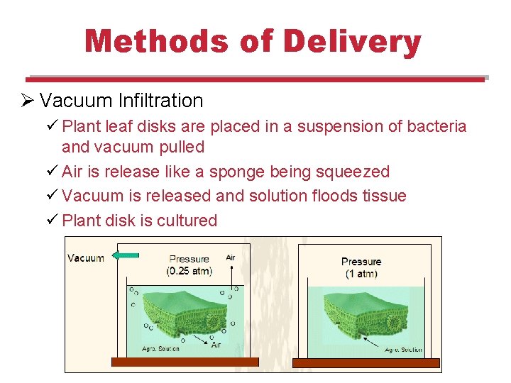 Methods of Delivery Ø Vacuum Infiltration ü Plant leaf disks are placed in a Methods of Delivery Ø Vacuum Infiltration ü Plant leaf disks are placed in a