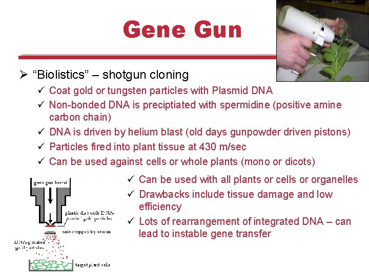Gene Gun Ø “Biolistics” – shotgun cloning ü Coat gold or tungsten particles with Gene Gun Ø “Biolistics” – shotgun cloning ü Coat gold or tungsten particles with