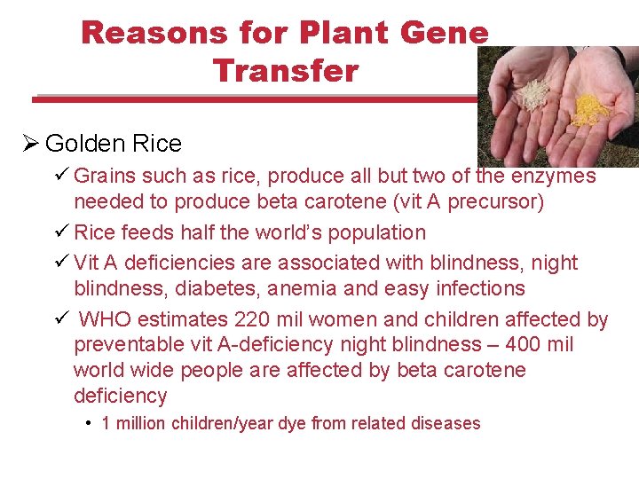 Reasons for Plant Gene Transfer Ø Golden Rice ü Grains such as rice, produce Reasons for Plant Gene Transfer Ø Golden Rice ü Grains such as rice, produce