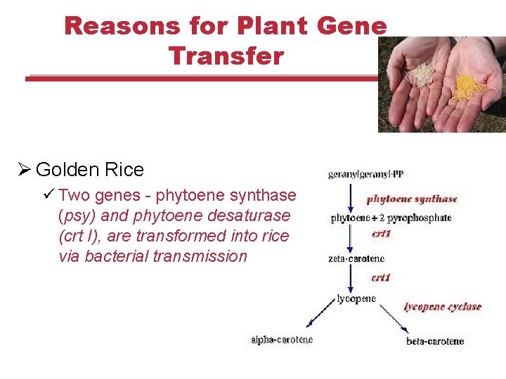 Reasons for Plant Gene Transfer Ø Golden Rice ü Two genes - phytoene synthase Reasons for Plant Gene Transfer Ø Golden Rice ü Two genes - phytoene synthase
