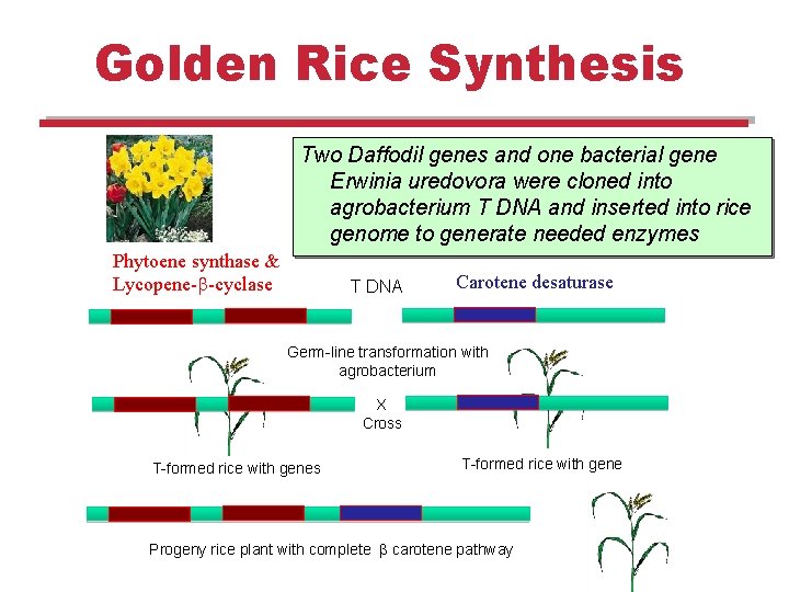 Golden Rice Synthesis Two Daffodil genes and one bacterial gene Erwinia uredovora were cloned Golden Rice Synthesis Two Daffodil genes and one bacterial gene Erwinia uredovora were cloned