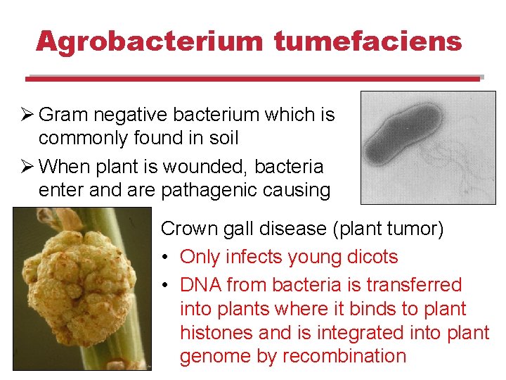 Agrobacterium tumefaciens Ø Gram negative bacterium which is commonly found in soil Ø When Agrobacterium tumefaciens Ø Gram negative bacterium which is commonly found in soil Ø When