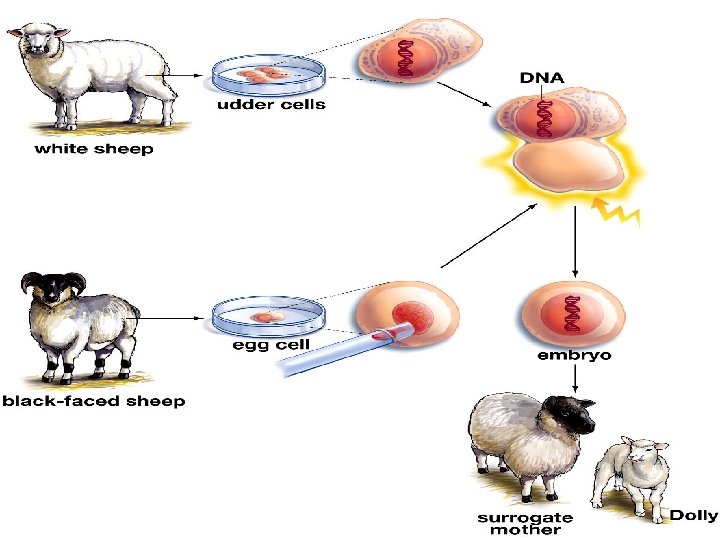 The Biotechnology of Reproductive Cloning 