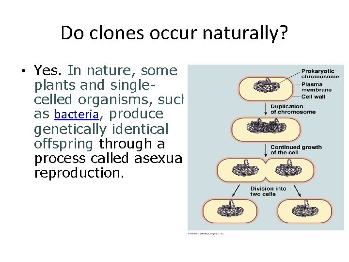 Do clones occur naturally? • Yes. In nature, some plants and singlecelled organisms, such