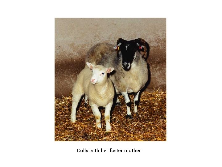 Dolly with her foster mother 
