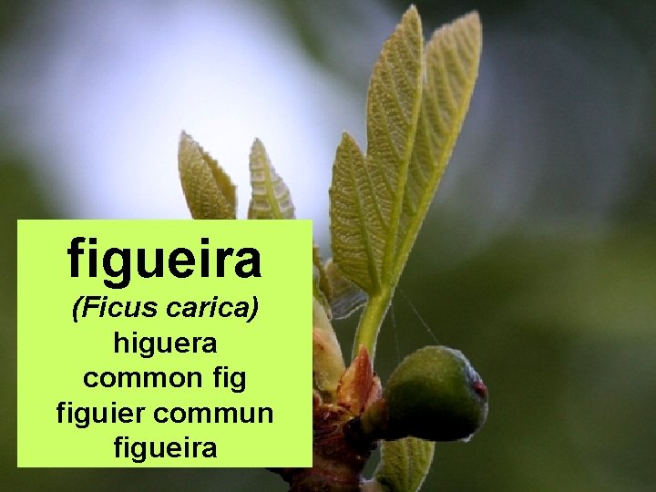 figueira (Ficus carica) higuera common figuier commun figueira 