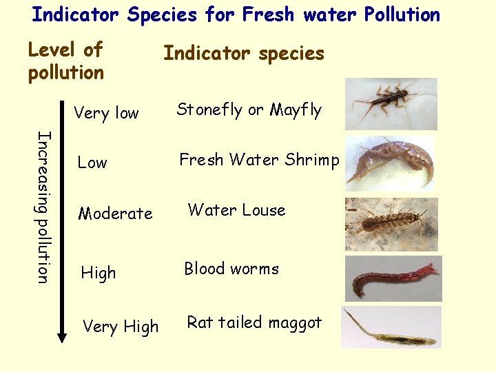 Indicator Species for Fresh water Pollution Level of pollution Indicator species Increasing pollution Very
