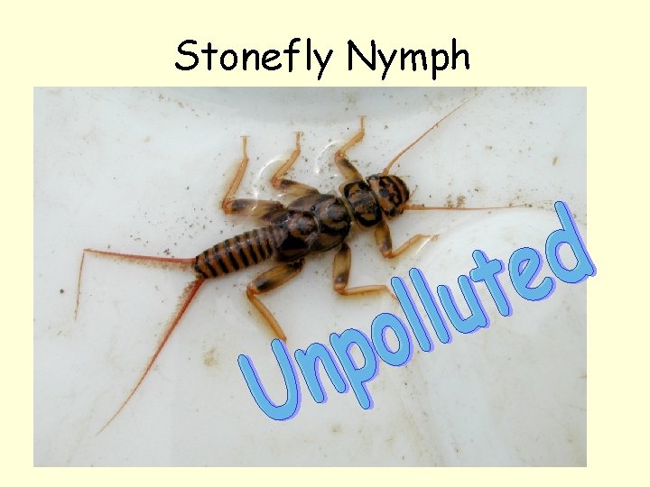 Stonefly Nymph 