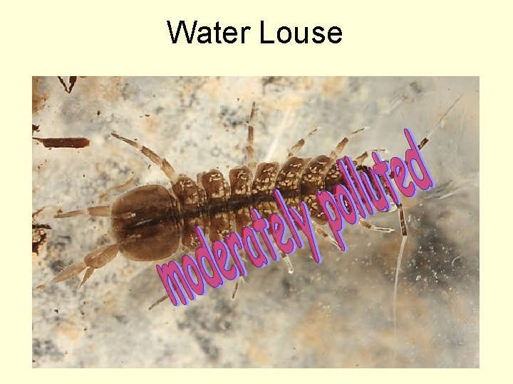 Water Louse 