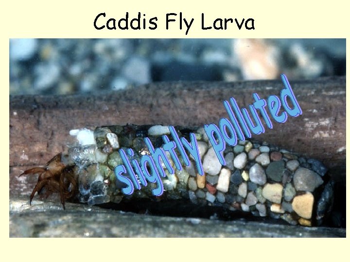 Caddis Fly Larva 