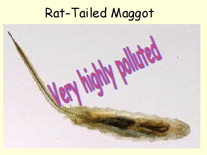 Rat-Tailed Maggot 