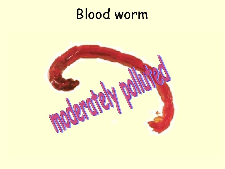Blood worm 