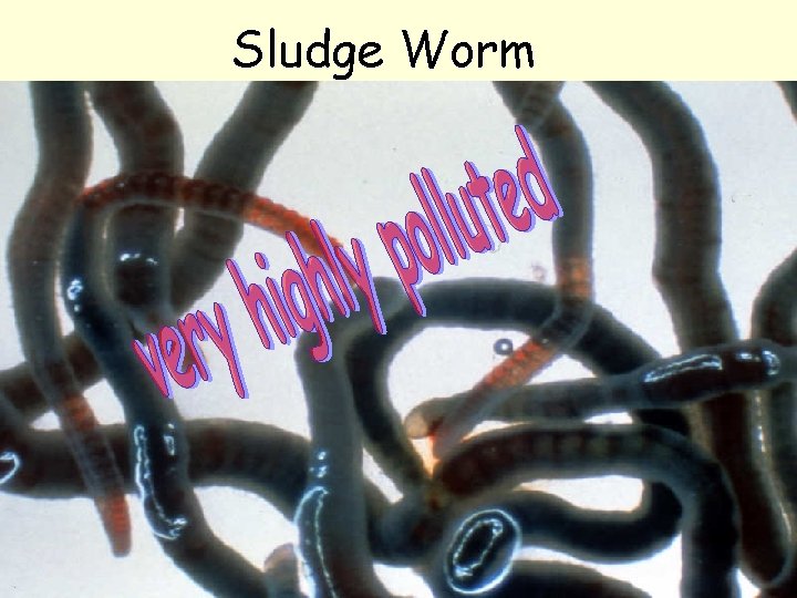 Sludge Worm 