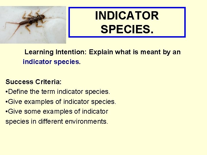 INDICATOR SPECIES. Learning Intention: Explain what is meant by an indicator species. Success Criteria: