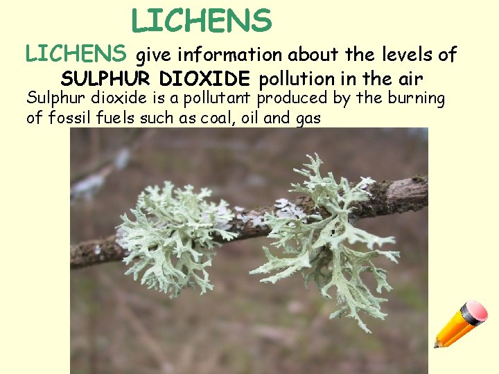 LICHENS give information about the levels of SULPHUR DIOXIDE pollution in the air Sulphur