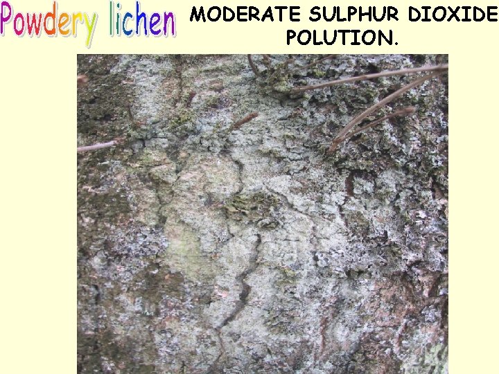 MODERATE SULPHUR DIOXIDE POLUTION. 