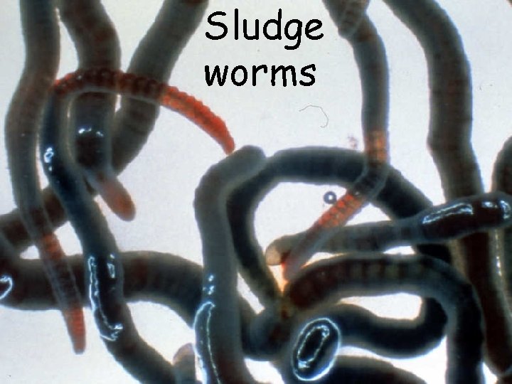 Sludge worms 